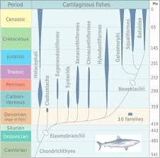Maybe you would like to learn more about one of these? Chondrichthyes Wikipedia