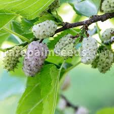 Image result for Morus