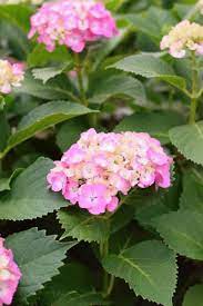 The purpose of these hardiness zones is to identify how well plants will withstand the cold winter temperatures of these zones. Tips Information About Zone 9 10 11 Gardening Know How
