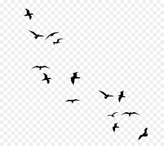 Gambar burung cililinformat png : Burung Gambar Burung Kawanan Gambar Png