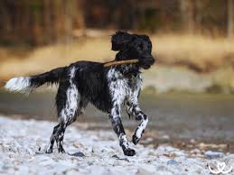 Image result for Velký münsterlandský ohař