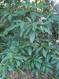 Image result for Tarenna pavettoides