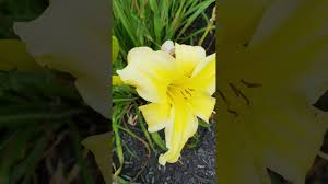 Check spelling or type a new query. Lilies Getting Seeds Part 2 Harvesting Seeds Why Wait Till Pods Open Stella D Oro Lilies Youtube