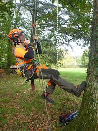 You can easily compare and choose from the 10 best ascenders for you. Tree Care Company Uses Ninja Foot Ascender To Climb Faster And Easier Harken Industrial