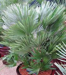 Chamaerops humilis (humilis signifie petit). Palmier Doum Vulcano Chamaerops Humilis Vulcano Palmiers Et Compagnie