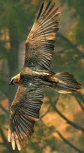 Birds Of Prey Pictures Pin By Gino Caiello On Birds Birds Birds Of Prey Prey