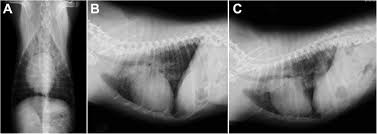They did a cat scan and said the nod was.08 or 08 centimeters in dia. Clinicopathological And Imaging Features Of Pulmonary Alveolar Microlithiasis In A Dog A Case Report Bmc Veterinary Research Full Text