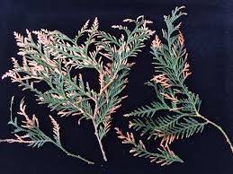 Keep the bottom of the arborvitae wider than the top to allow sunlight to filter down to lower foliage. Landscape Arborvitae Needle Blight Umass Center For Agriculture Food And The Environment
