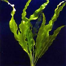 Image result for Aponogeton desertorum