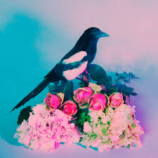 See more ideas about blue aesthetic, everything is blue, feeling blue. The 1975 Pink Blue Aesthetic H O L L Y F A R N D E L L