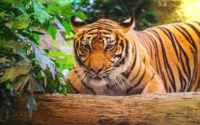 For this reason, tigers raised in captivity would not fare well if released into the wild. Tiger Predator Wildlife Bengal Tiger Dangerous Beast Hd Wallpaper Peakpx