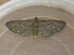 Image result for Eupithecia tripunctaria