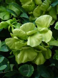 Image result for Melhania virescens