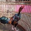 Gambar ayam ninja hd download now jenis jenis ayam petarung trah ninj. Https Encrypted Tbn0 Gstatic Com Images Q Tbn And9gcrywbwwov5rz4z776ej4jba7zoc6pxir9gybgq5ciscyqjrjevw Usqp Cau