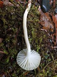 Image result for Hylebates cordatus