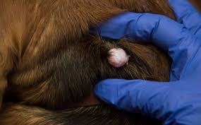 Sebaceous gland tumors occur on any location, often in large numbers, and usually in older dogs (and occasionally in older cats). Sebaceous Cyst On Dog Removal And Care When Ruptured Bleeding Dogs Cats Pets
