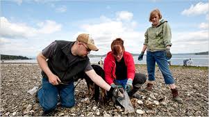 Timing The Tides Then Digging For Your Supper Along The