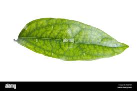 Image result for Tiliacora