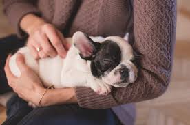 Florida Emotional Support Animal Laws Esa Registration Training Your Dog Puppy Care Bulldog