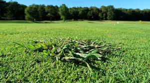 We did not find results for: Weeds On The Golf Course What Every Golfer Should Know