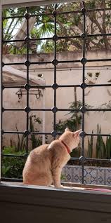 My cat zizouh Sunbathing vitamine c Algeria 🇩🇿 ❤️