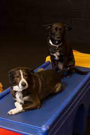 Veterinarian in hoffman estates, il. 7 Paws A Week Care Com Hoffman Estates Il