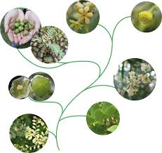 Image result for Phyllanthus manicaensis