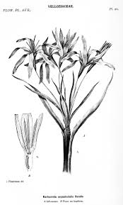 Image result for Coleotrype laurentii