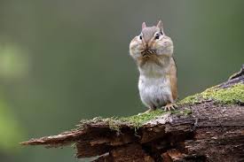 Mothballs release a chemical called naphthalene which chipmunks hate. How To Get Rid Of Chipmunks Step By Step Mymove