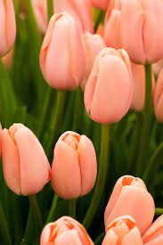 Tulip Menton Flowers Different Types Of Flowers Tulips Flowers