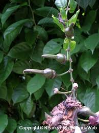 Image result for Thunbergia graminifolia