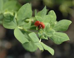 Image result for Lotus namulensis