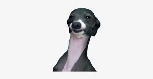 He is a male chihuahua and he was born on june 5th, 2008. Funny Dog Kermit Jenna Marbles Meme Png Image Transparent Png Free Download On Seekpng