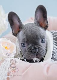 Hi, chloe is a french bulldog puppy. Blue Frenchie Puppies Davie Florida Teacup Puppies Boutique