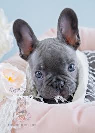 Blue Frenchie Puppies Davie Florida Teacup Puppies Boutique