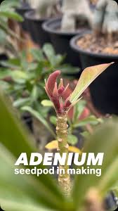 Image result for Adenia repanda