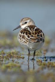 Shore Birds Of Cape Cod The Week In Wildlife In Pictures Coastal Birds Pet Birds Beautiful Birds