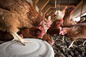 How Are Chickens Slaughtered In Factory Farms