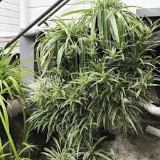 Image result for Chlorophytum sparsiflorum