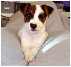 Jack Russell Terriers And Most Of The Small Breed Smooth Hair Terriers Just Melt My Heart Sevimli Hayvan Yavrulari Yavru Kopek Kopek