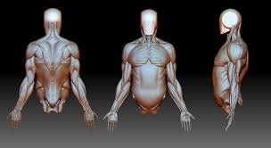 About 0% of these are medical science. Artstation Torso And Arm Anatomy Manoj Borse