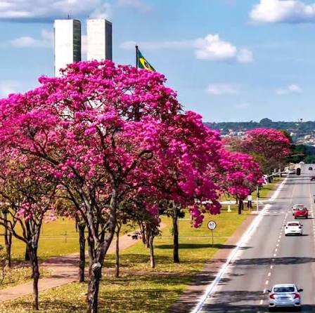 Hoje voei por Brasília para registrar esses lindos ipês floridos em alguns  pontos conhecidos da Capital 📸🌺 , Vou publicar nesse formato quadrado  também, pois a última publicação foi pouco entregue ...