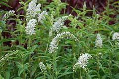 Image result for Lysimachia angustiloba