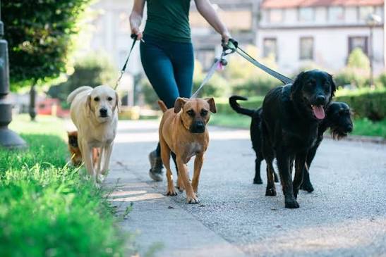 Today is National Walk Your Dog Day. Not only does this give exercise to  you and your pet, but it also strengthens the bond between you both.  #BestFriend