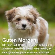 Guten Morgen Sprüche Und Gute Nacht Sprüche For Android Apk Download
