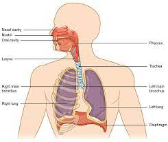 Body Organs Diagrams Diagram Link Respiratory System Anatomy Human Respiratory System Respiratory System
