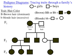 The hair is often white or pale blond. Learning Objectives How To Read Pedigree Diagrams Properly Ppt Download