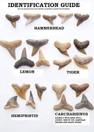 Sharks Teeth Identification Chart Tips And Tricks