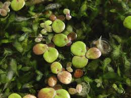 Image result for Spirodela polyrrhiza