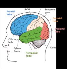 Cerebrum , diencephalon , cerebellum and brainstem. The Nervous System Psyc 100 Principles Of Psychology F20